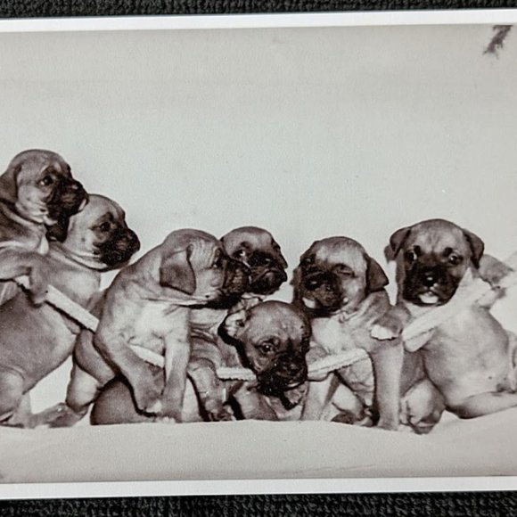 20% OFF Vintage Pet Photograph – Lucky-the-Boxer – c 1957 - Picture 5 of 7